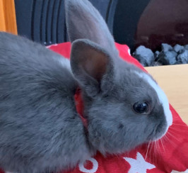 2 Beautiful and Lovely Male Twin Rabbits - 16 Weeks