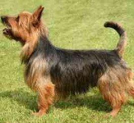 Australian Terrier