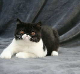 Exotic shorthair kitten, male, with CFA & FIFE pedigree