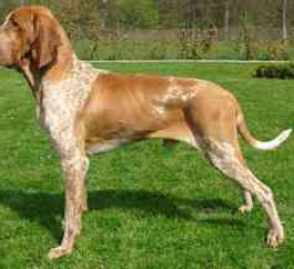 Bracco Italiano