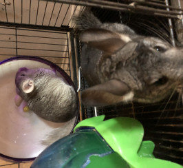 3 Chinchillas and cage and accessories for sale