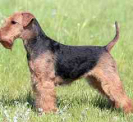 Welsh Terrier