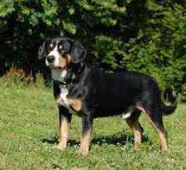 Entlebucher Mountain Dog