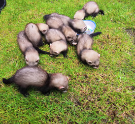Ferret kits ready now. 