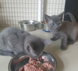 Beautiful Russian Blue Kittens Ready For Sale!