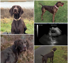 Spectacular GSP Puppies Available 