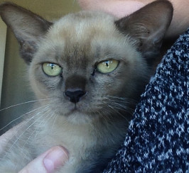 Beautiful Pedigrees Choc Burmese male