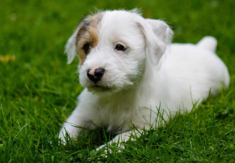 Sporting Lucas Terrier Puppy