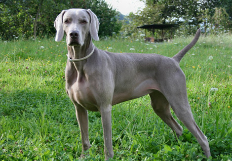 Weimaraner