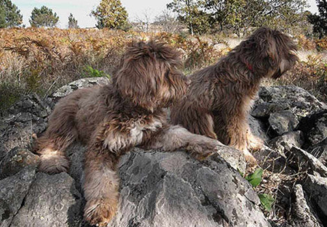 Two Portuguese Sheepdogs