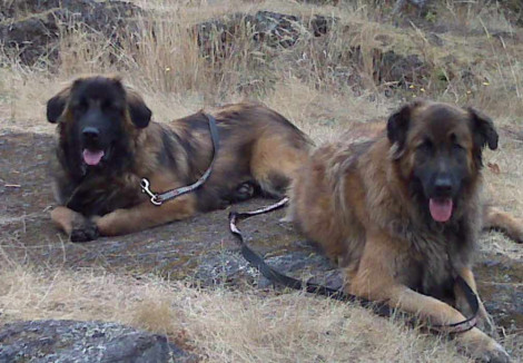 Two Estrela Mountain Dog