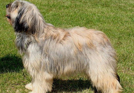 Portuguese Sheepdog