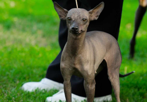 Mexican Hairless Faces