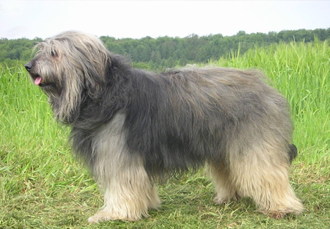 Catalan Sheepdog