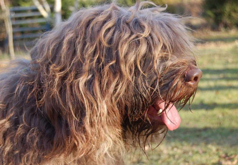 Portuguese Sheepdogs Face