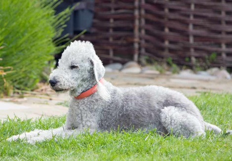 Bedlington Terrier in Garden