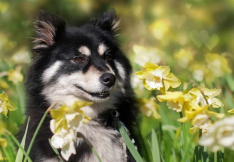 Finnish Lapphunds Face