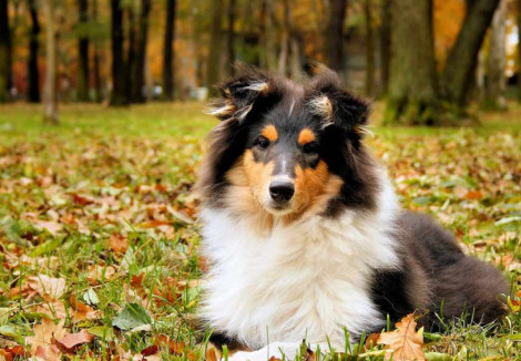 Young Rough Collie