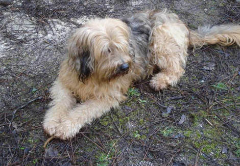 Young Catalan Sheepdog