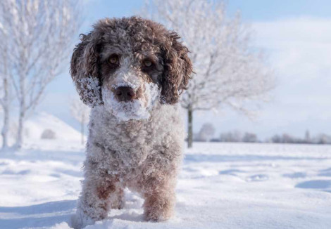 Lagotto Romagnolo In Snow