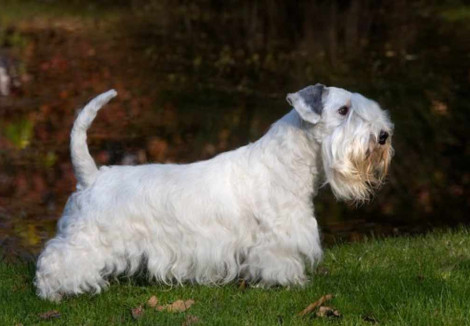 Adult Sealyham Terrier