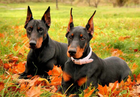 Two Dobermann Dogs