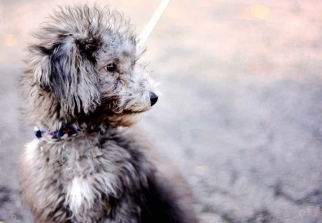 Bedlington Terrier puppy