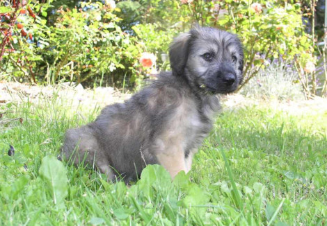 Catalan Sheepdog Puppy