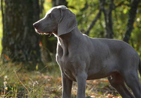 Weimaraners Face