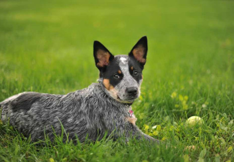 Young Australian Cattle Dog
