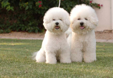 Two Bichon Frise Dogs