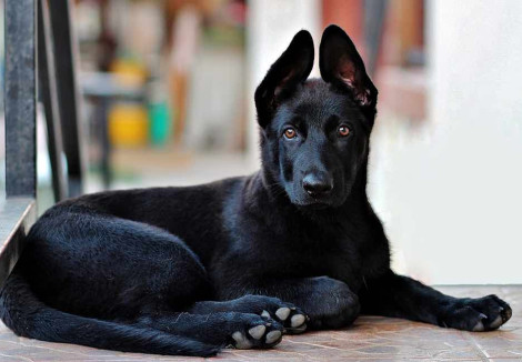Black-German-Shepherd-Puppy