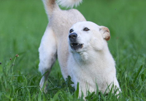 Young Canaan Dog