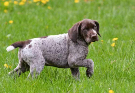 German Longhaired Pointer Puppy