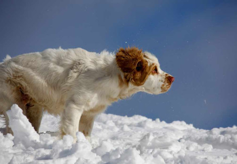 Adult Clumber Spaniel