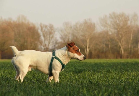 Adult Jack Russell