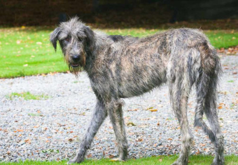 Adult Irish Wolfhound