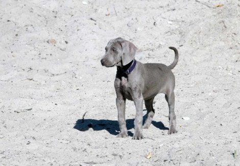Puppy_Weimaraner_.jpg