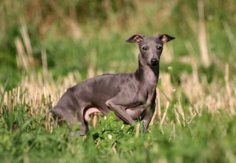Adult Italian Greyhound