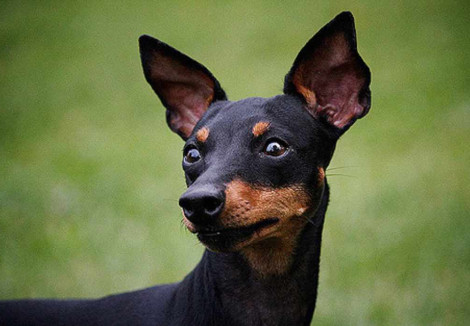 English Toy Terriers Face