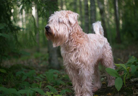 Young Soft Coated Wheaten Terrier