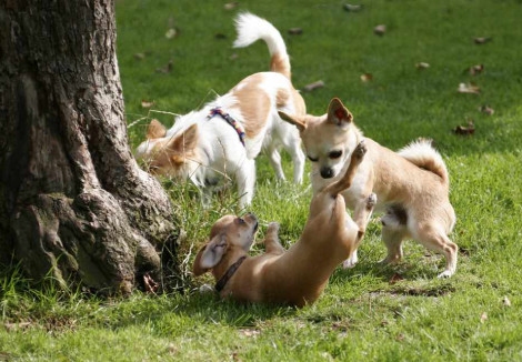 Chihuahuas Playing
