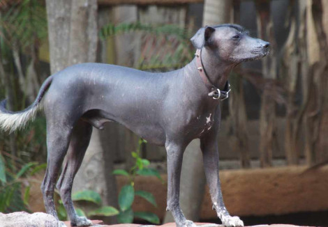 Adult Mexican Hairless