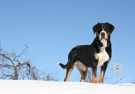 Adult Greater Swiss Mountain Dog