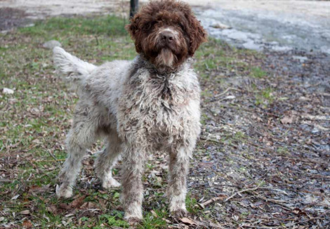 Large Lagotto Romagnolo