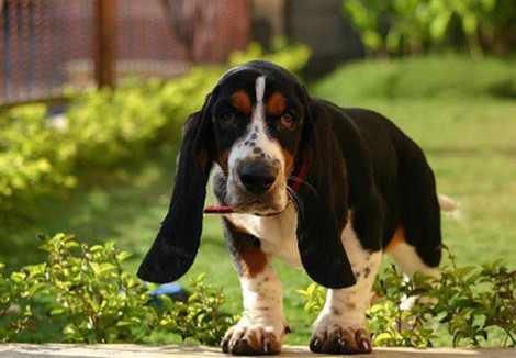 Young Basset Hound