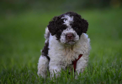 Lagotto Romagnolo Puppy