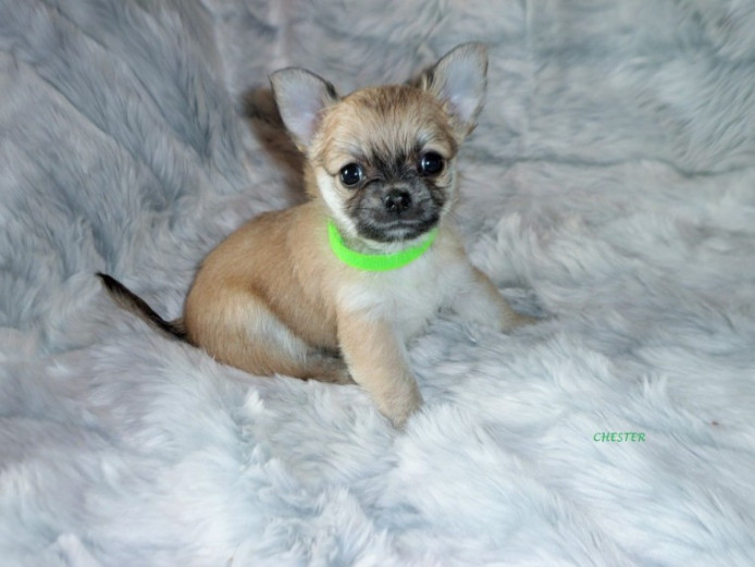 Kc Reg Stunning Double Long Coat Chihuahua Puppies Chihuahua for Sale