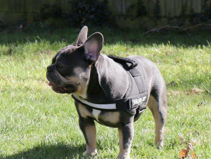 Petite Blue Tan French Bulldog Stud Collection
