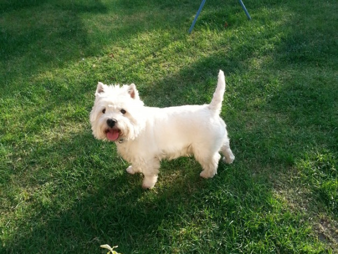 Beautiful Kc Westie For Stud Only West Highland Terrier for Stud